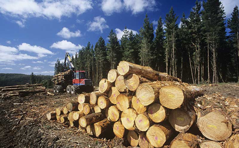 83% der Österreicher:innen befürworten Verbot von Produkten aus Waldzerstörung