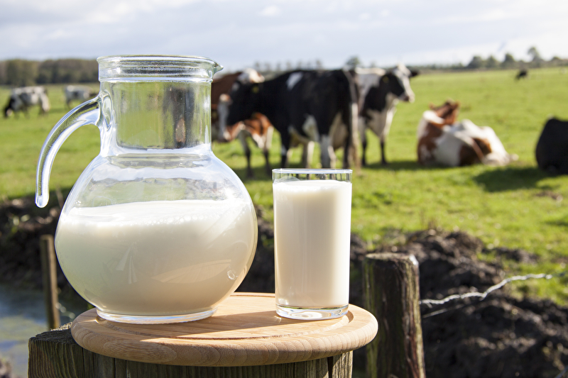 Milch und Milchprodukte stehen bei Österreicher:innen hoch im Kurs