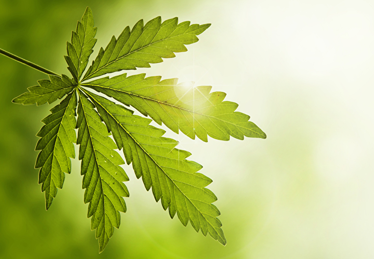 Legalisierung von Cannabis für medizinische Zwecke überfällig