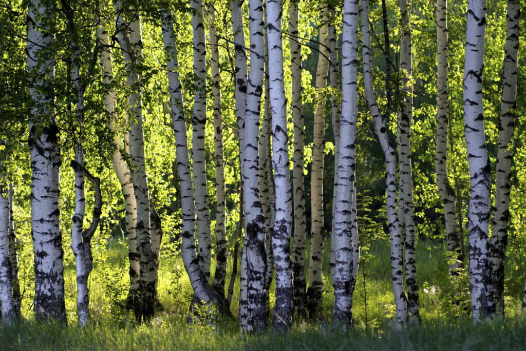 Wälder als Immobilien-„Reserve“