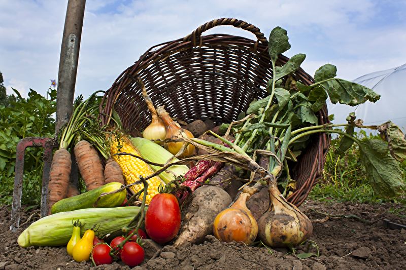 Nachfrage nach Bio-Lebensmitteln mit knapp 2,4 Milliarden Umsatz auf neuem Rekordhoch