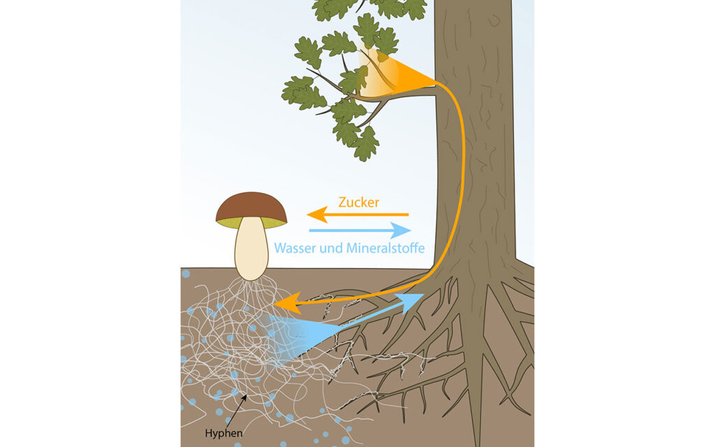 MykoResi – unterirdische Netzwerke als Schlüssel für zukunftsfitte Wälder
