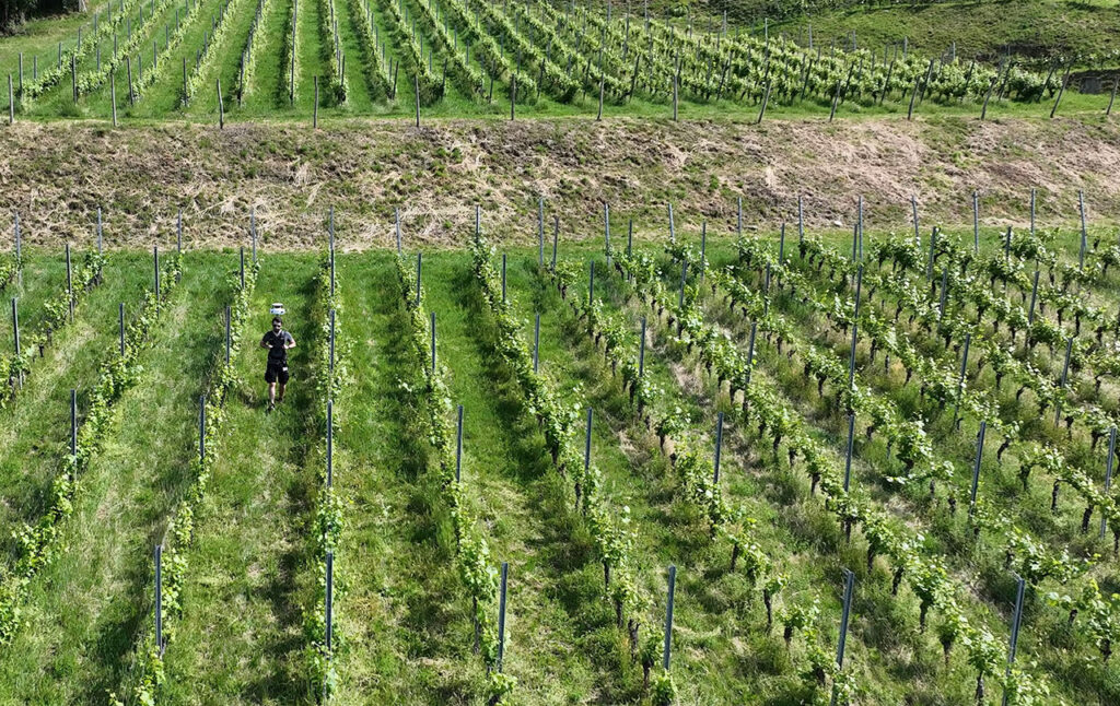 Weinreben und Algorithmen: Trainingsraum für autonome Roboter