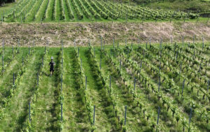 Weinreben und Algorithmen: Trainingsraum für autonome Roboter